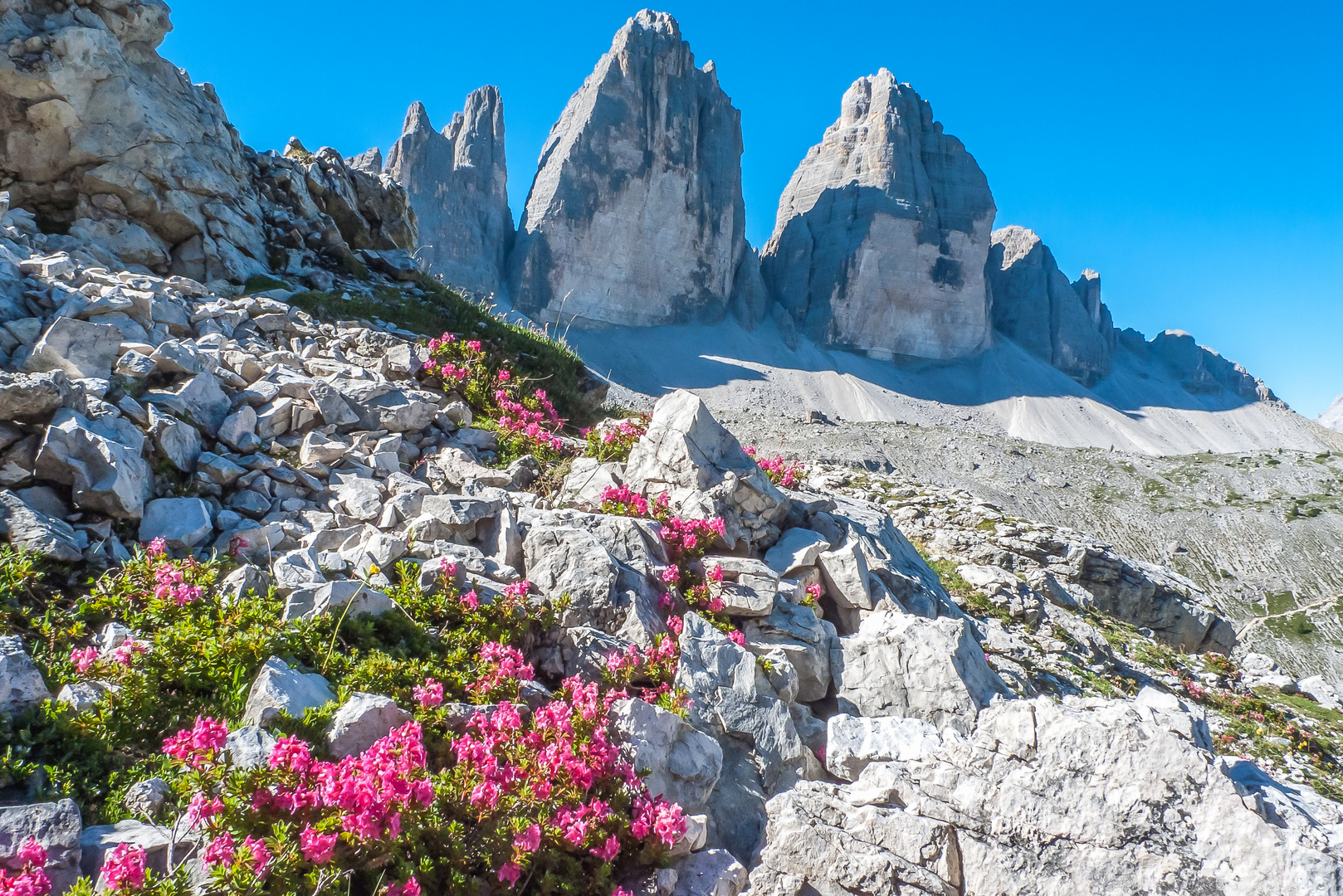 Rhododendren und die Drei Zinnen