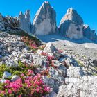 Rhododendren und die Drei Zinnen