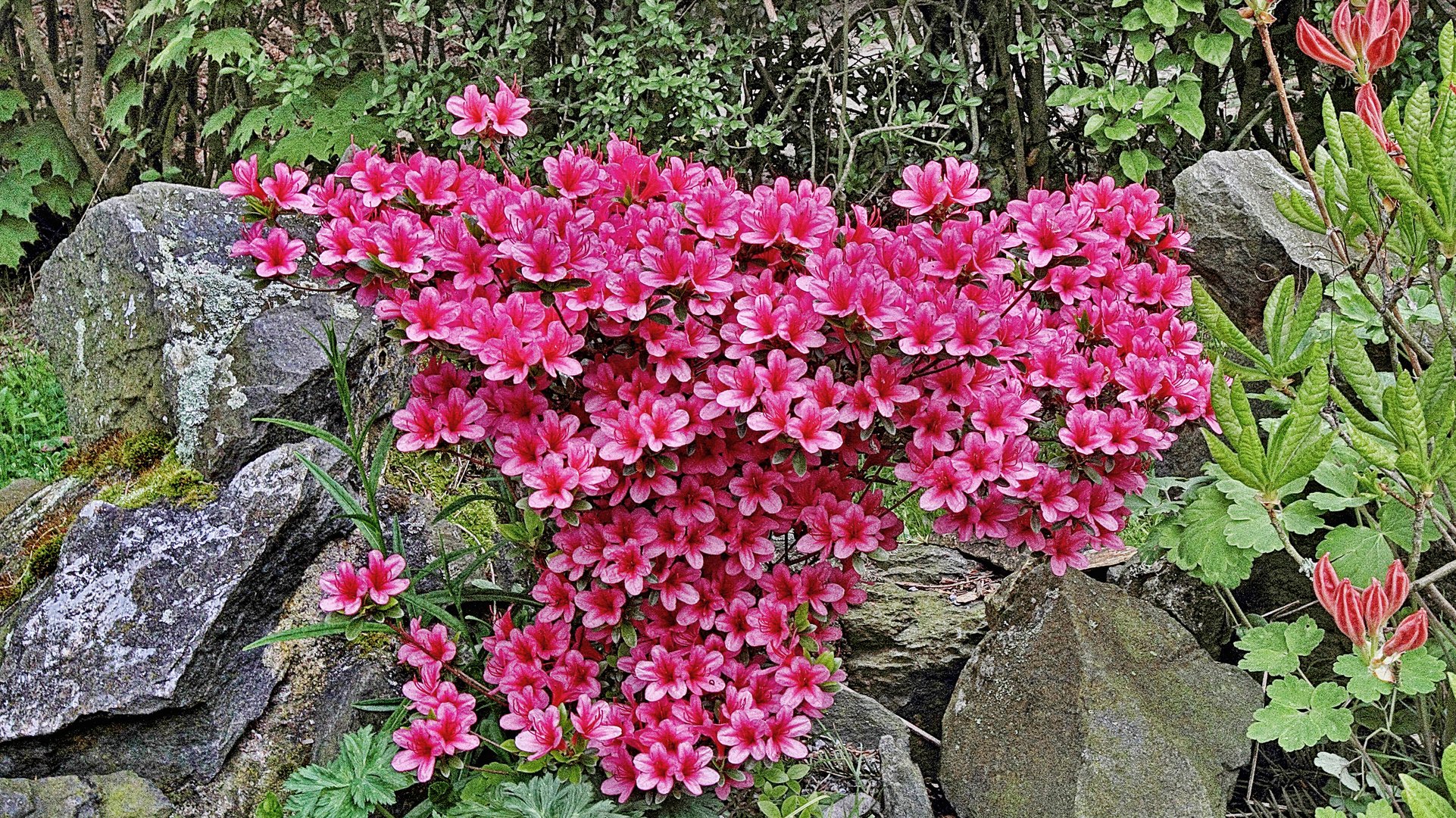 Rhododendren     Zaubergarten   vom  V.F.