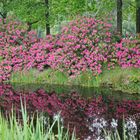 Rhododendrenblüte- 01