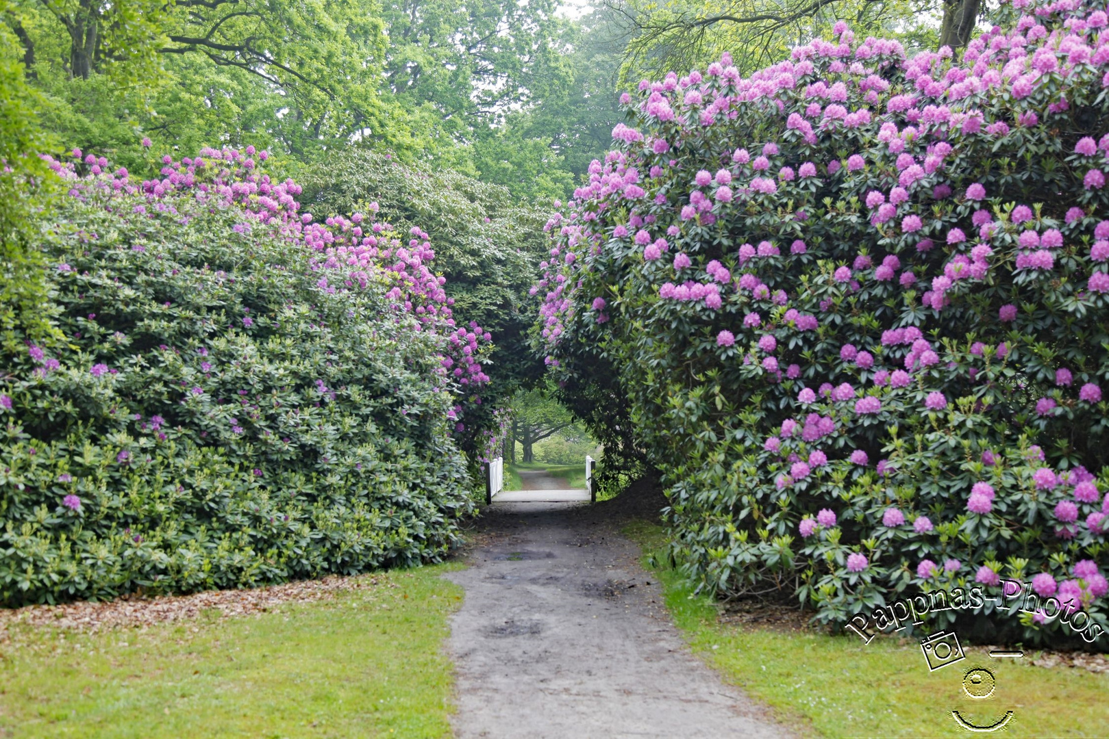 Rhododendrenblüte 02