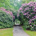 Rhododendrenblüte 02