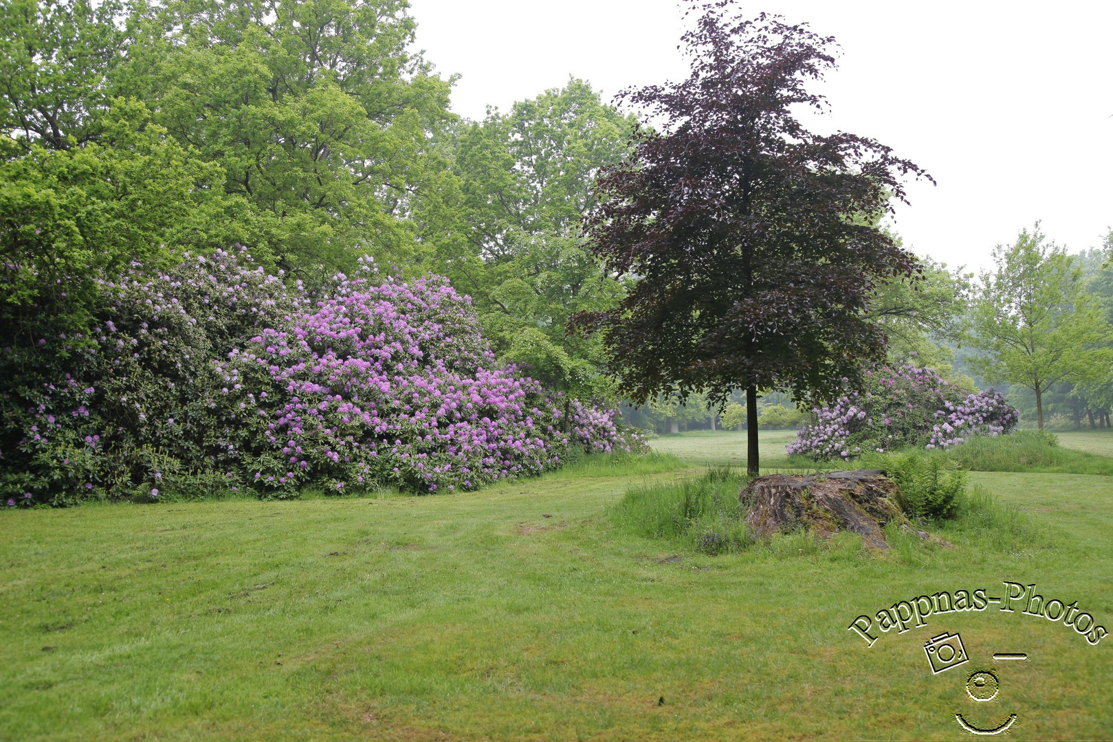 Rhododendrenblüte 03