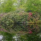 Rhododendrenblüte 05