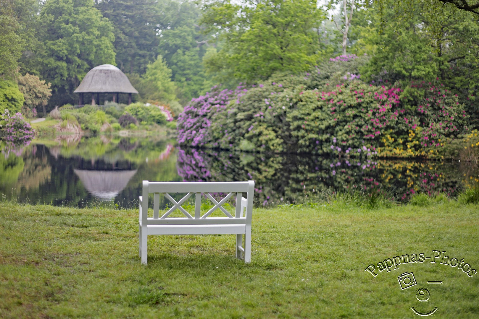 Rhododendrenblüte 06