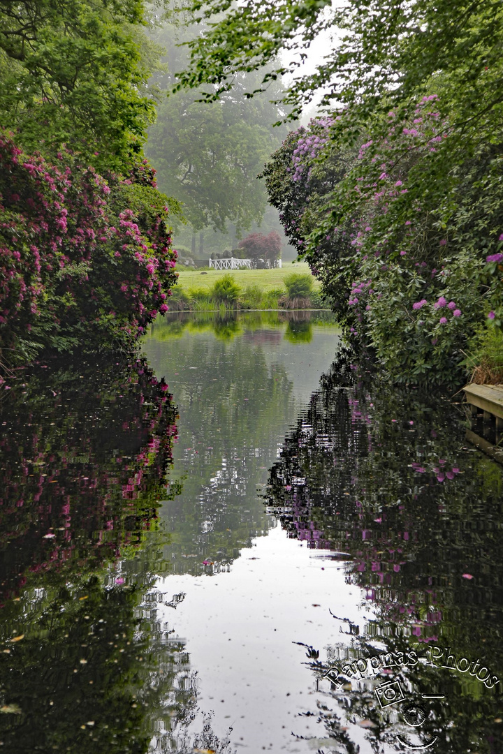 Rhododendrenblüte 08