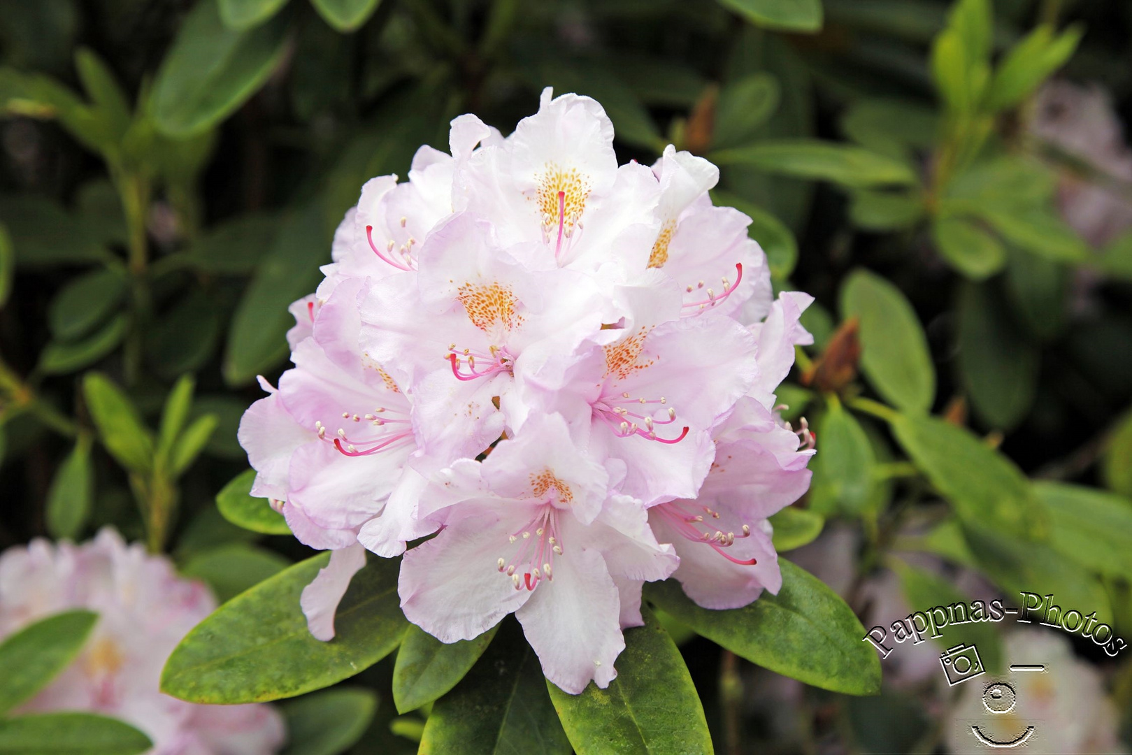 Rhododendrenblüte 09