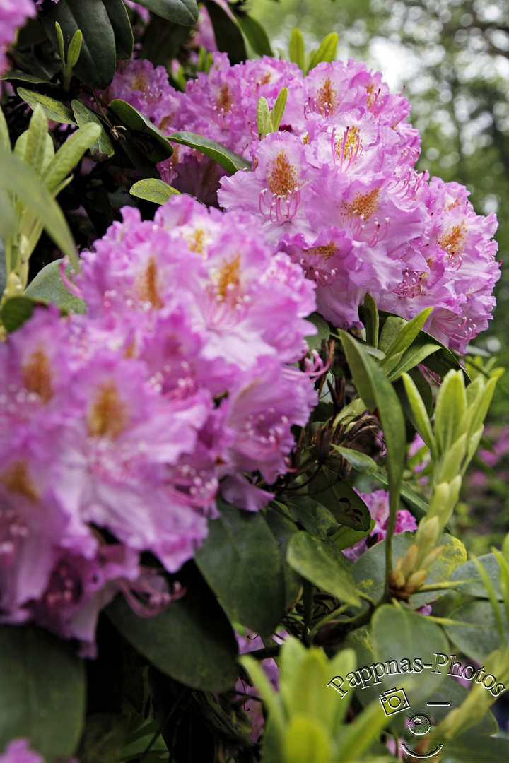 Rhododendrenblüte 11