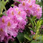 Rhododendrenblüte 11