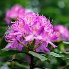 Rhododendrenblüte 12