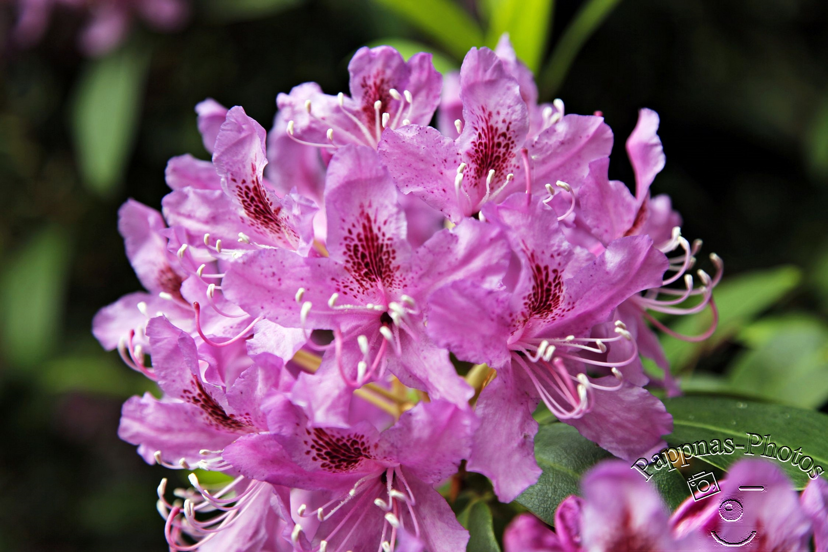 Rhododendrenblüte 13