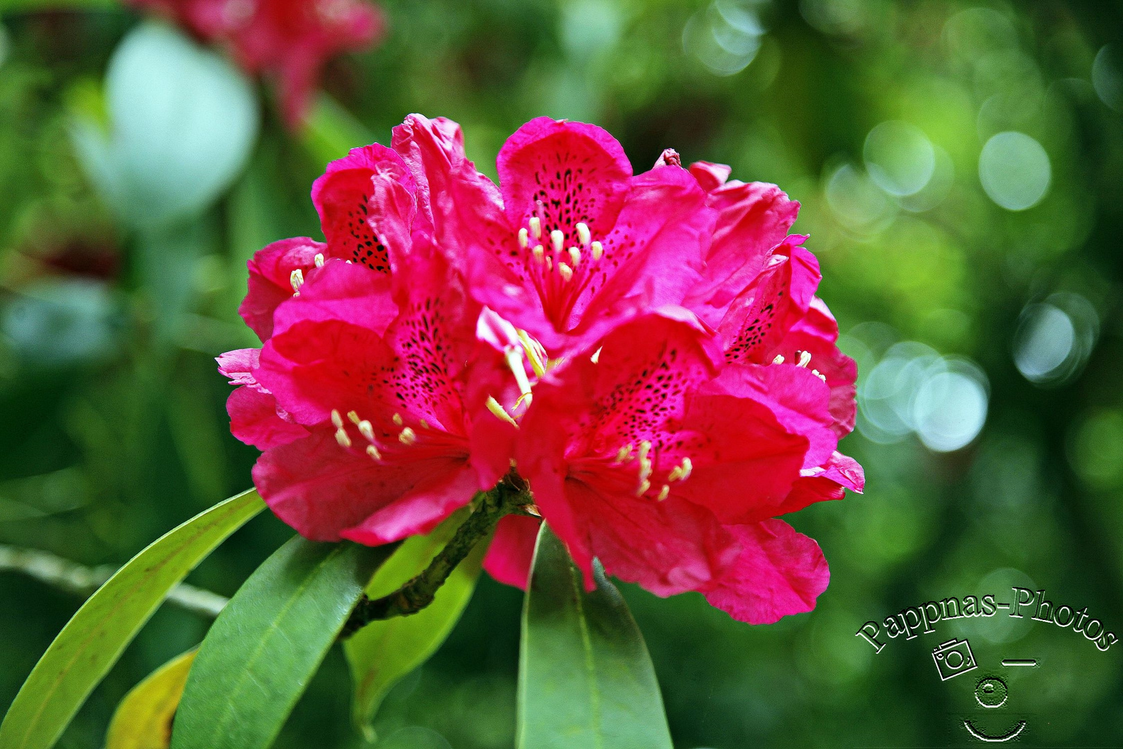 Rhododendrenblüte 14