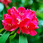 Rhododendrenblüte 14