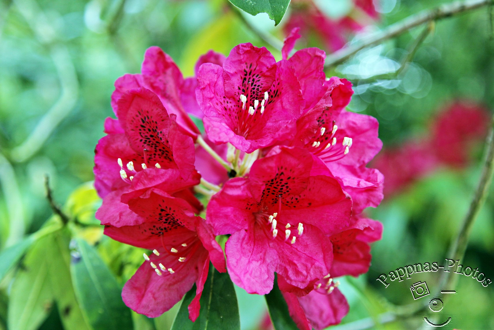 Rhododendrenblüte 15