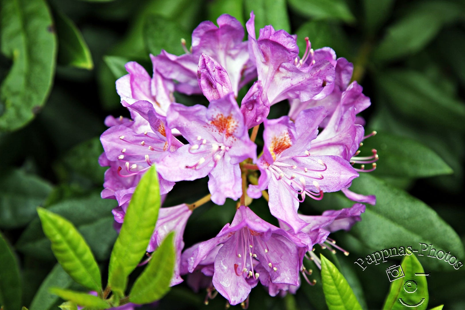 Rhododendrenblüte 17