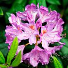 Rhododendrenblüte 17