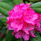 Rhododendrenblüte 18