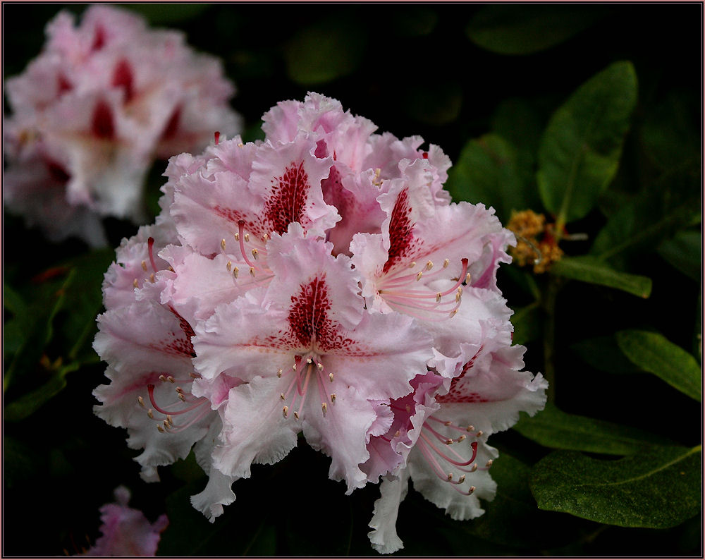 ........... " Rhododendrenblüte ....."!