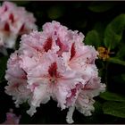 ........... " Rhododendrenblüte ....."!