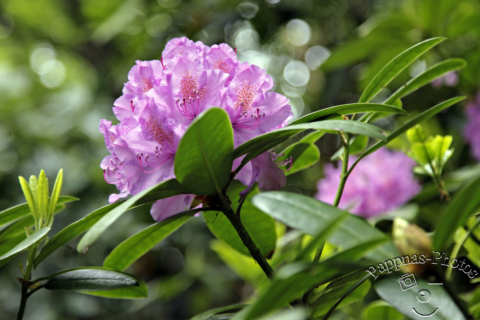 Rhododendrenblüte 19