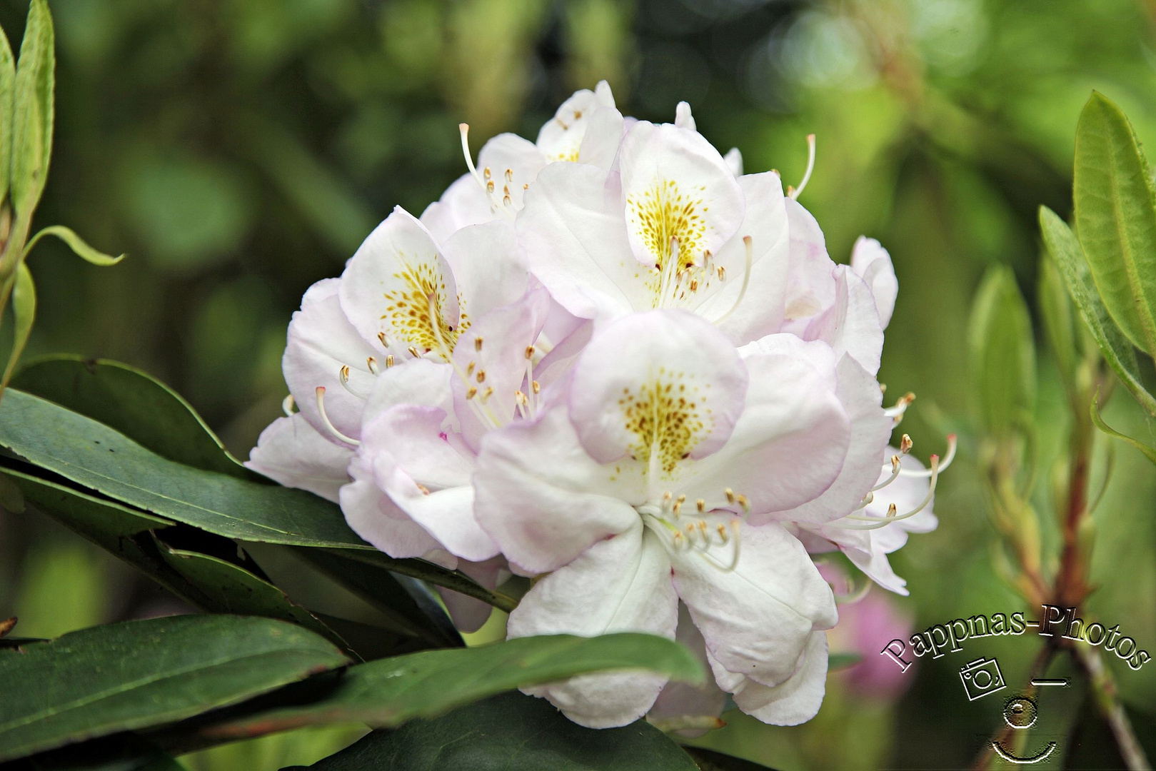 Rhododendrenblüte 20