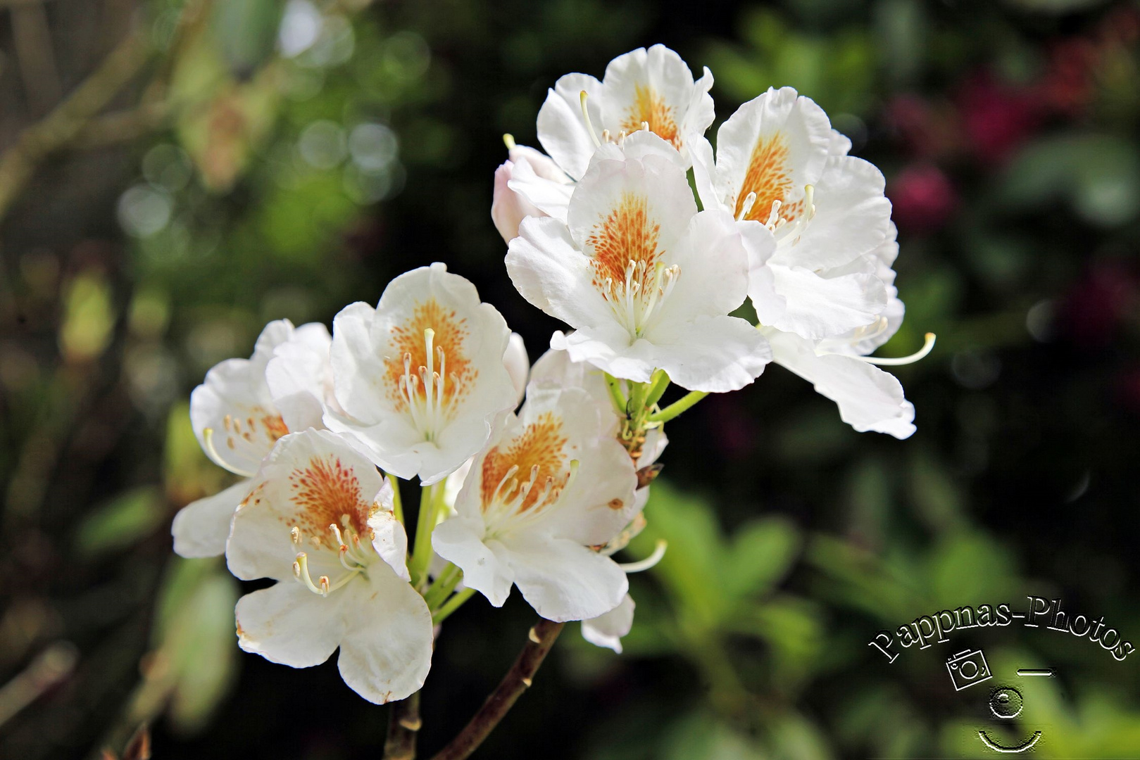 Rhododendrenblüte 21