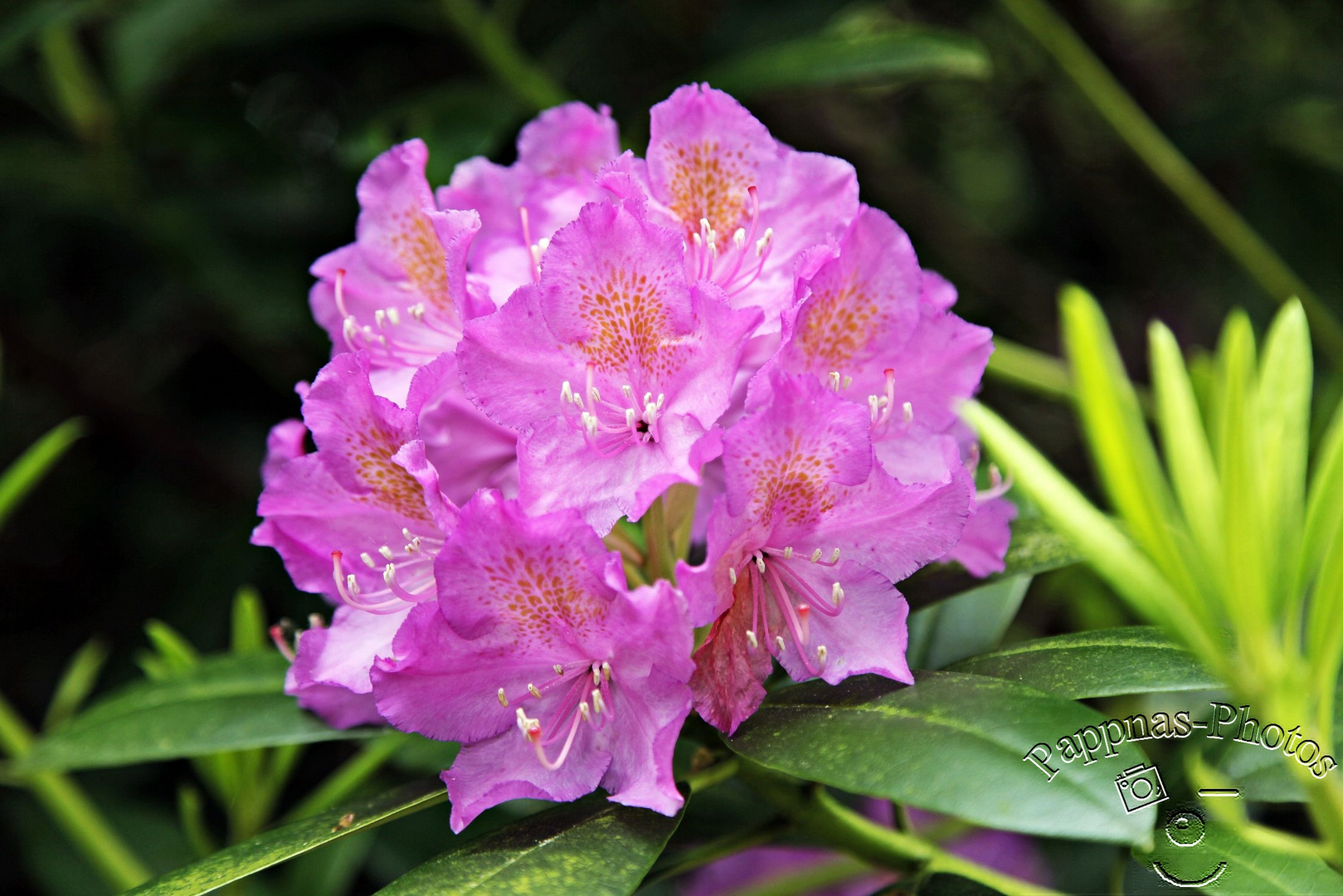 Rhododendrenblüte 22