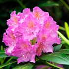 Rhododendrenblüte 22