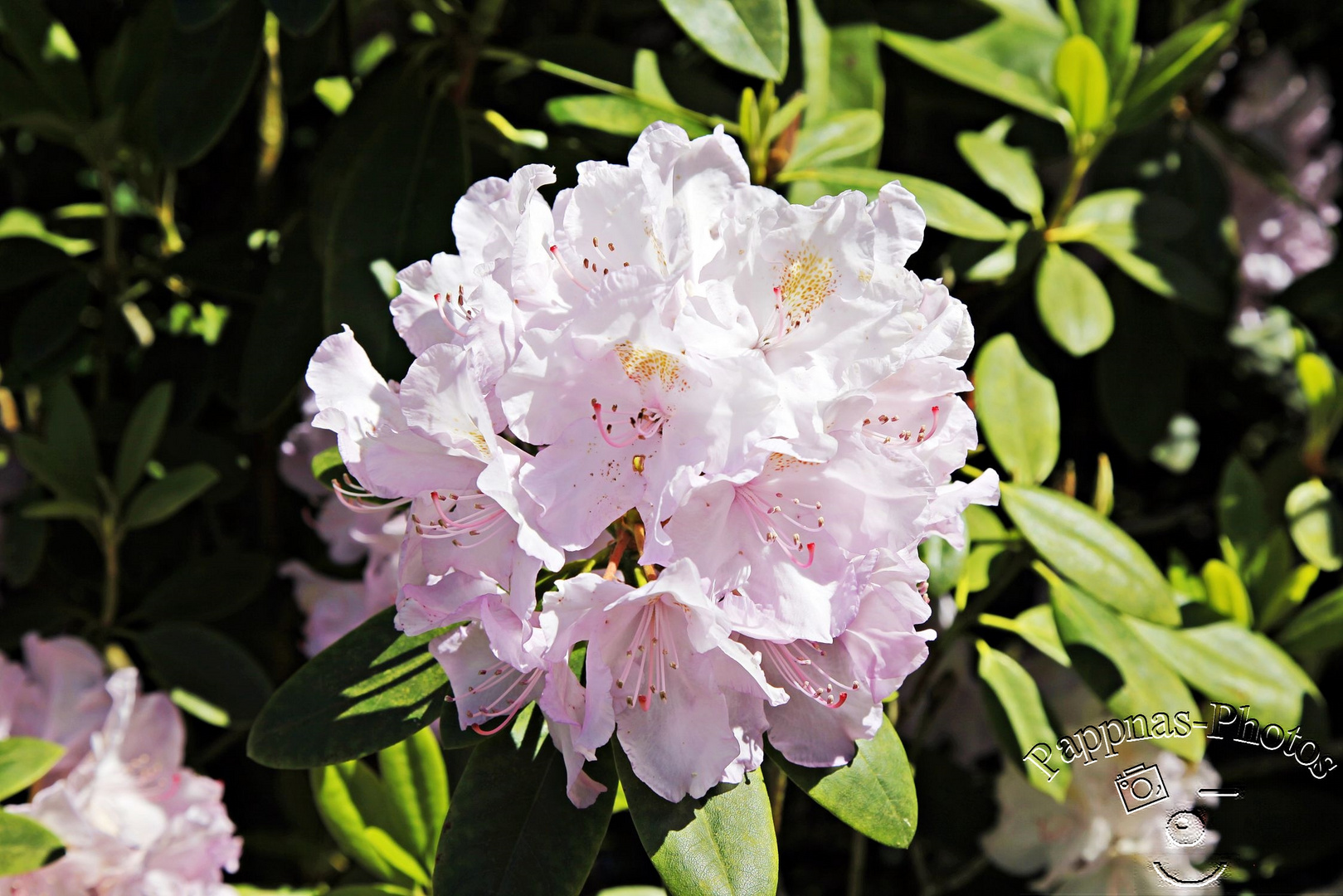 Rhododendrenblüte 24