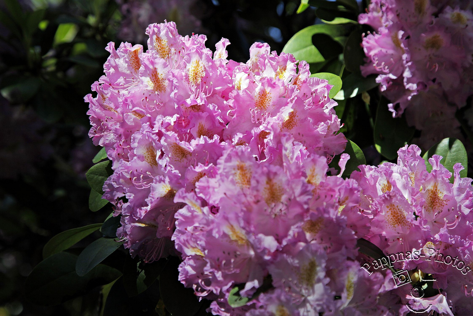 Rhododendrenblüte 26