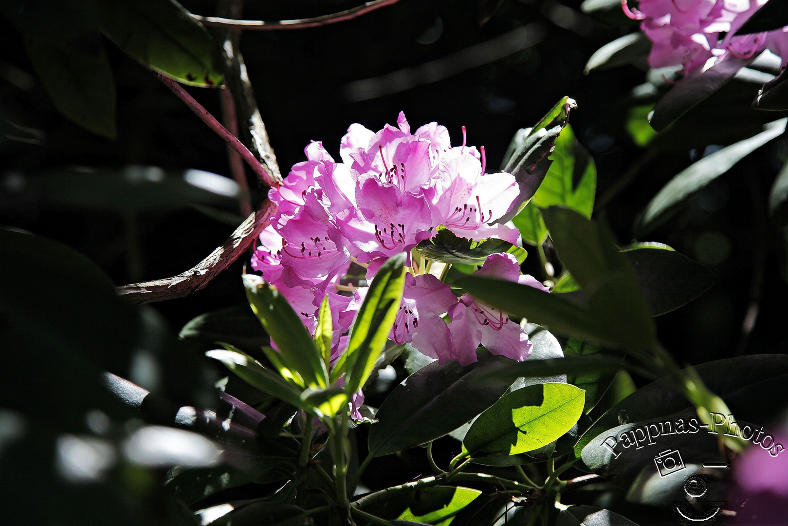 Rhododendrenblüte 28