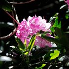 Rhododendrenblüte 28