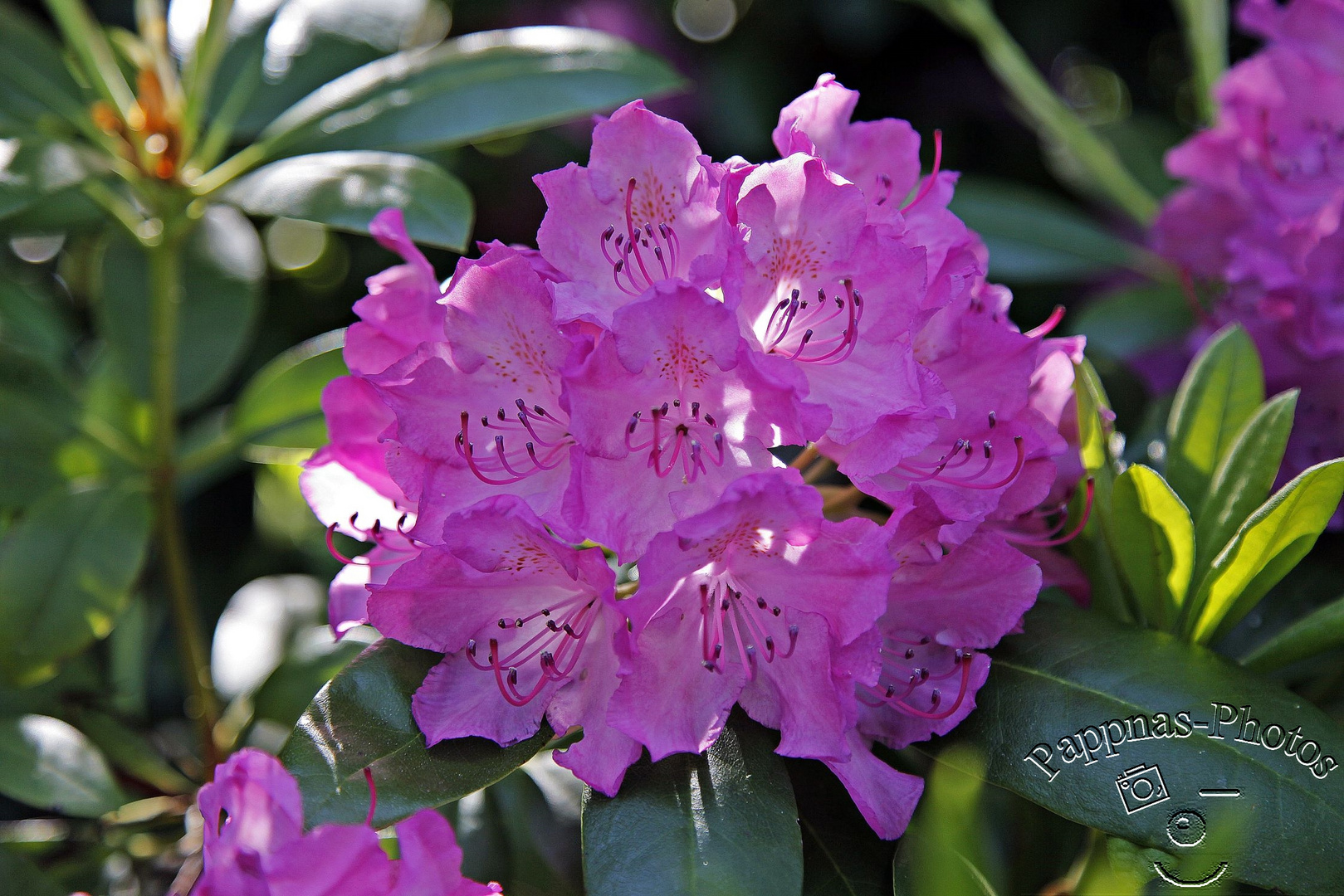 Rhododendrenblüte 31