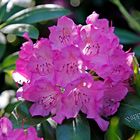 Rhododendrenblüte 31