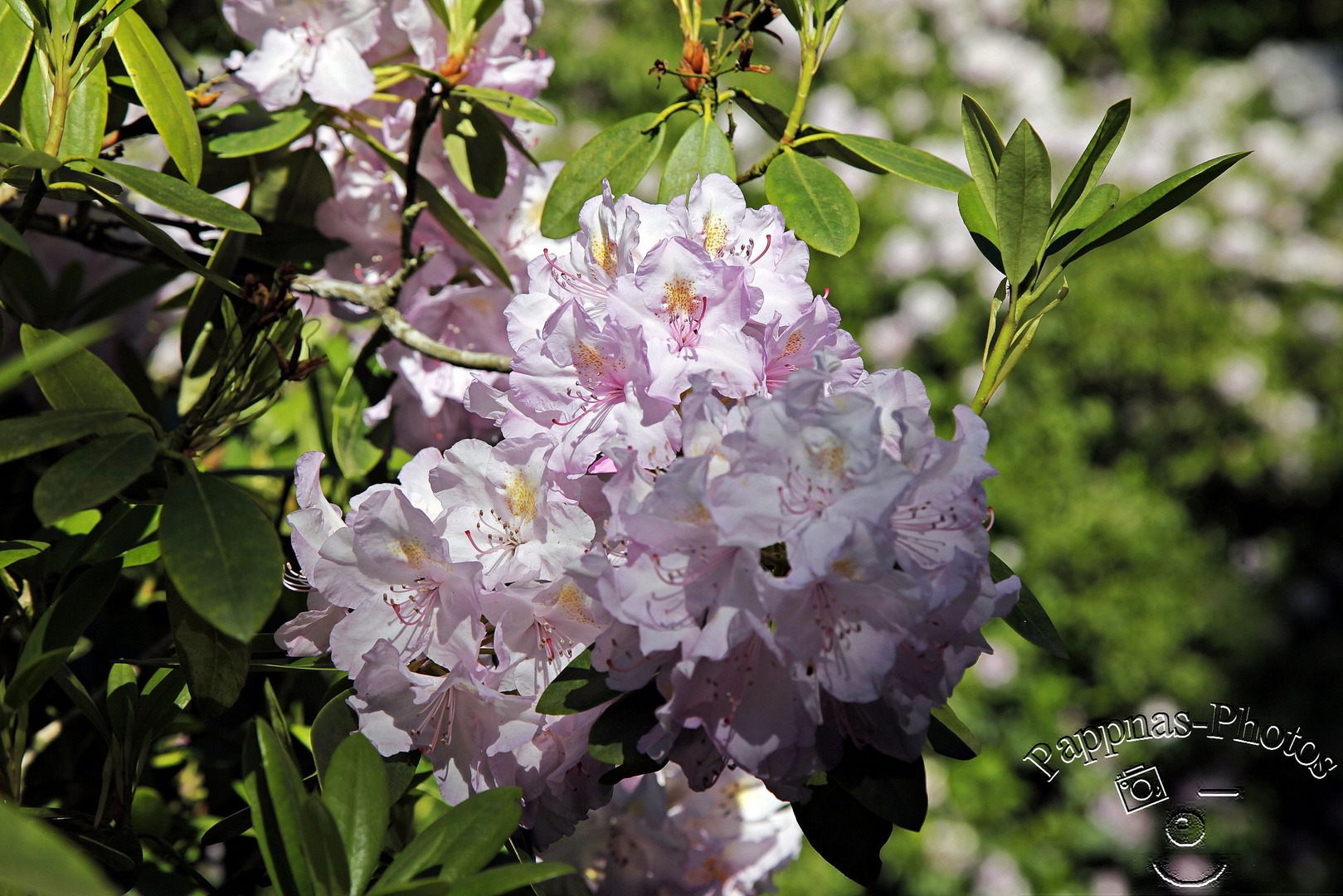 Rhododendrenblüte 32