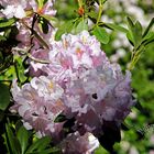 Rhododendrenblüte 32