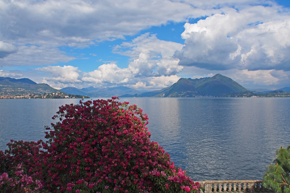 Rhododendrenblüte am Lago Maggiore