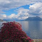 Rhododendrenblüte am Lago Maggiore