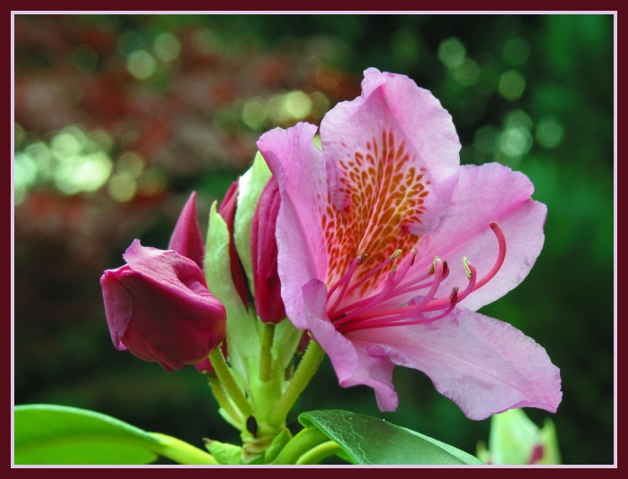 Rhododendrenblüte ausgepackt....