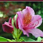 Rhododendrenblüte ausgepackt....