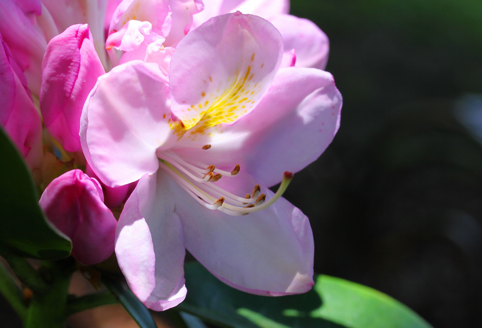 Rhododendrenblüte ...