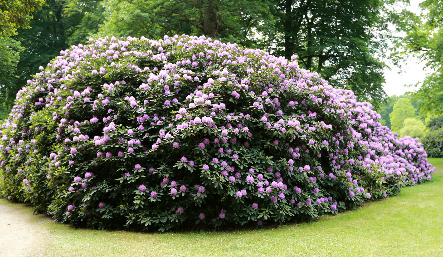 Rhododendrenblüte in Wolfsgarten -2-