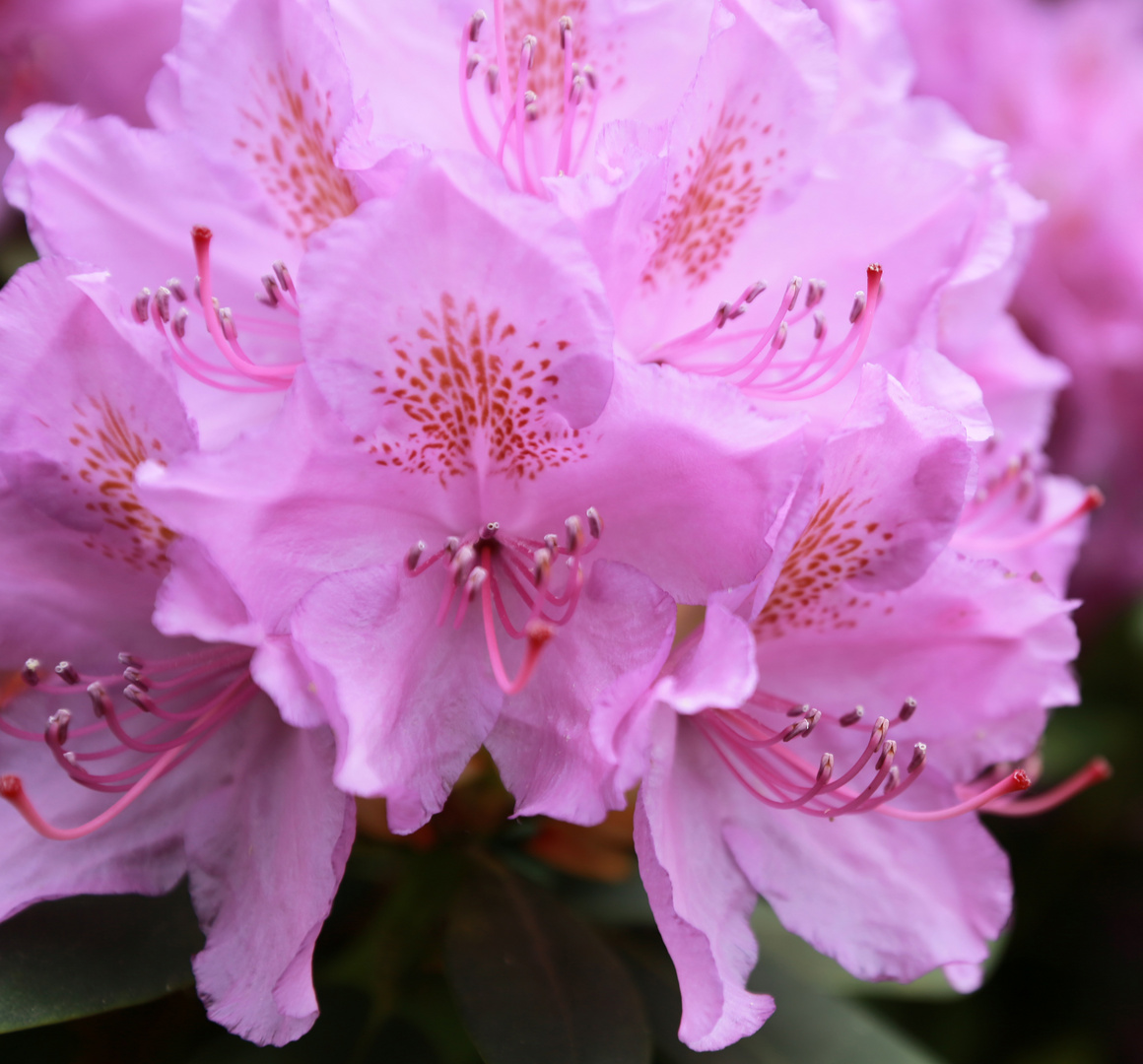 Rhododendrenblüte in Wolfsgarten -3-