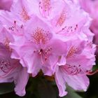 Rhododendrenblüte in Wolfsgarten -3-