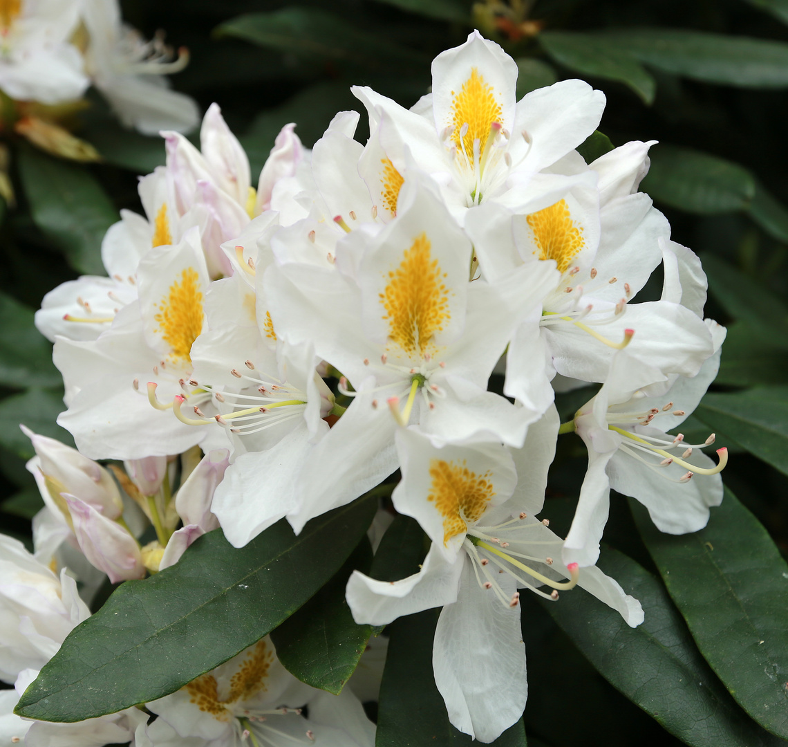 Rhododendrenblüte in Wolfsgarten -4-