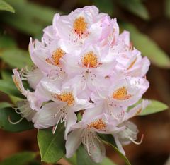 Rhododendrenblüte in Wolfsgarten -6-