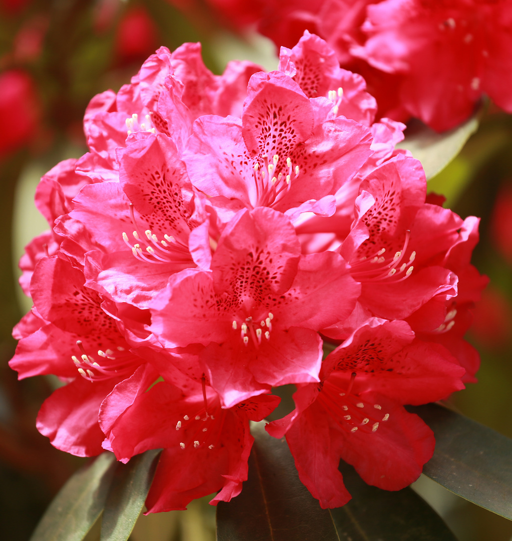 Rhododendrenblüte in Wolfsgarten -7-