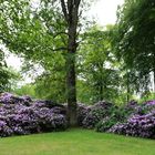 Rhododendrenblüte in Wolfsgarten