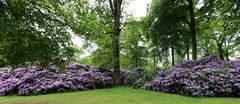 Rhododendrenblüte in Wolfsgarten