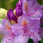 Rhododendrenblüten